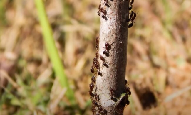 źródło: YouTube/Dzień z życia ogrodnika amatora