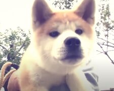 Hachiko, źródło: YouTube/Japan Video Topics - English