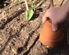 Triki przydatne w Twoim ogródku warzywnym, screen: YouTube