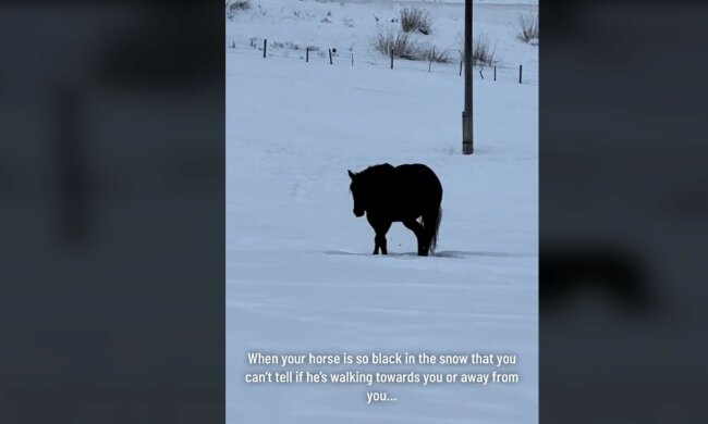 koń, screen tiktok @rudniktheroan