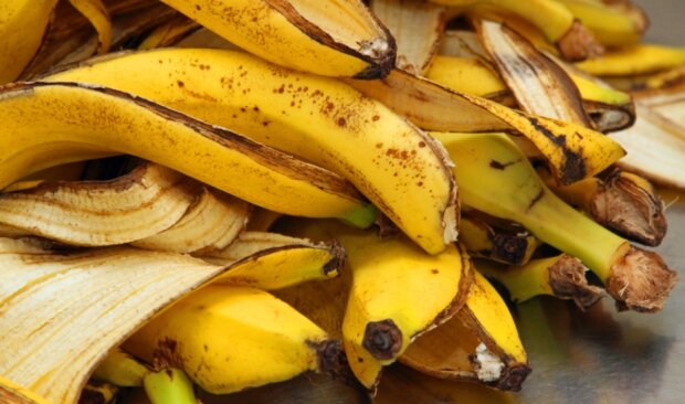 Niesamowite zastosowania skórki od banana. Jak ją wykorzystywać