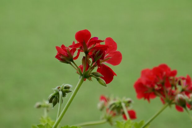 Pelargonia/Pixabay
