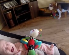 Dziecko rozpłakało się, kiedy straciło zabawkę. Reakcja psa była niesamowita