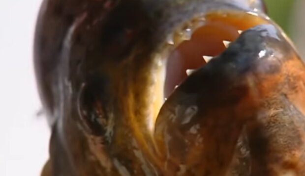 Ryba. Źródło: Youtube