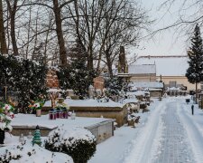 Te kwiaty są wytrzymalsze niż chryzantemy. Postaw je na grobie 1 listopada, a mogą zostać tam do grudnia