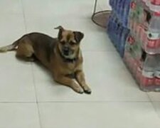 Wyjątkowy przejaw psiej wierności. Pies czekał przez trzy miesiące przed szpitalem na właściciela. Co stało sie dalej?