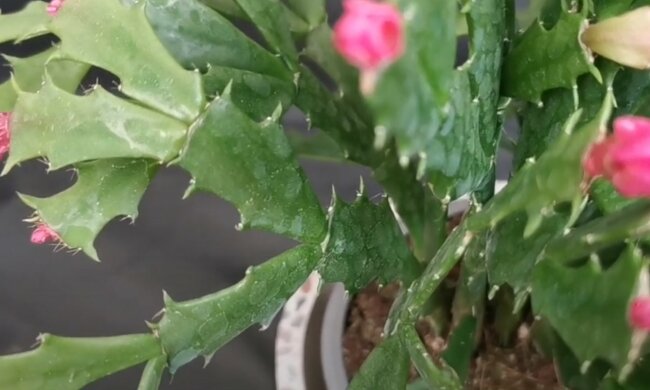Grudnik, źródło: YouTube/Kaktus & Cactus