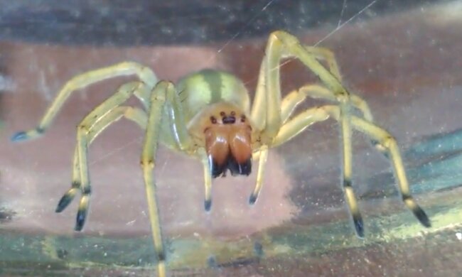 Kolczak zbrojny/YT @AdiQ Tarantulas