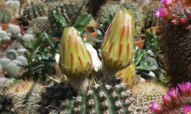 screen Youtube @azflora