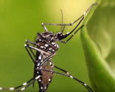 Komar tygrysi pojawia się w kolejnych krajach Europy. Sprzyja mu koronawirus. Czy Polska ma się czego obawiać?