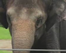 Słonica Asha/screen Youtube-Facebook @Oklahoma City Zoo and Botanical Garden