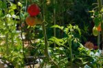 Pomidorki, źródło: YouTube/ Epic Gardening