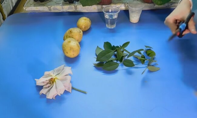 Róże utknęły w ziemniakach, screen Youtube