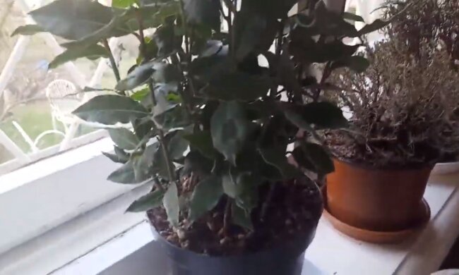 Rośliny na parapecie/YouTube @kamila s.