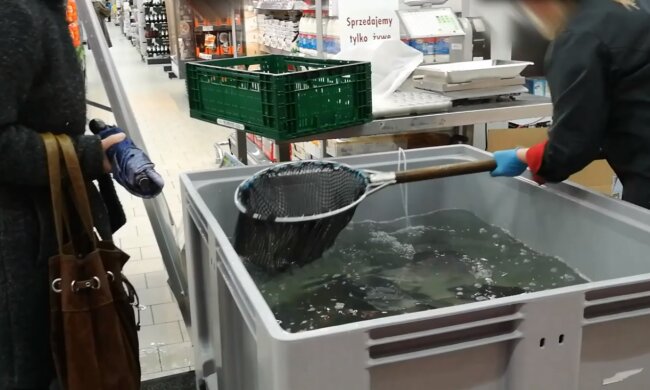 Karp. Źródło: Youtube Michał Wawrzonek