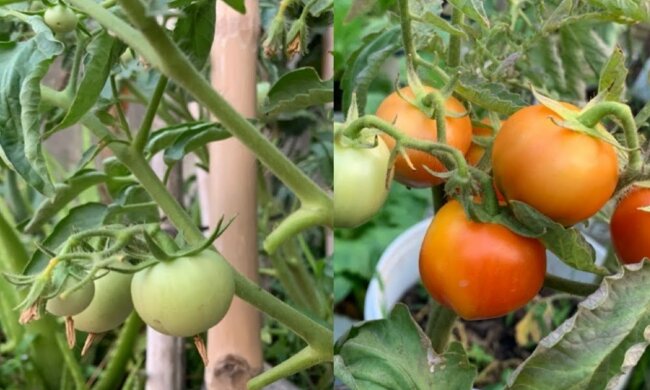 Sadzonki pomidorów/YT @Daily Life and Nature