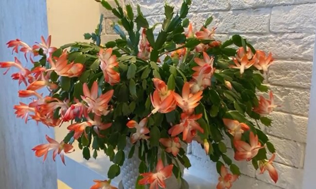 grudnik, screen Youtube @Marina Zukova