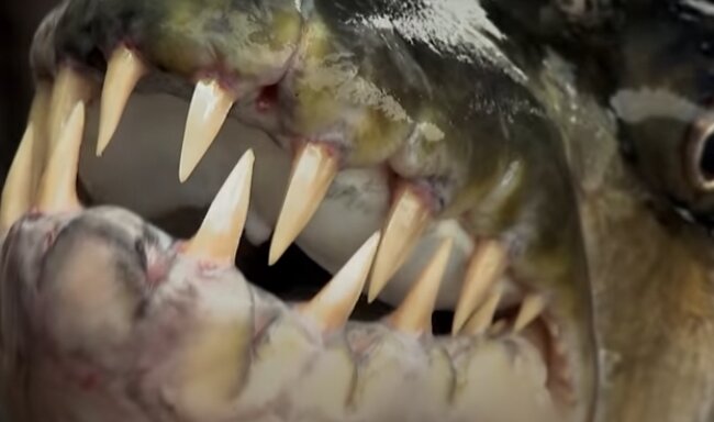 Ryba. Źródło: Youtube