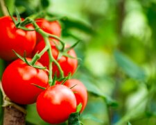 Jak dbać o sadzonki pomidorów? / ebpcooh.org.uk