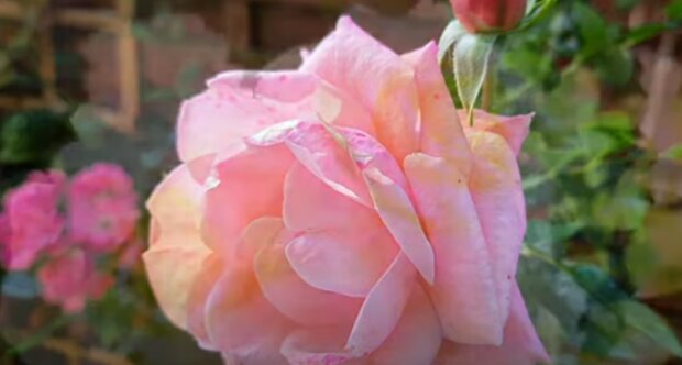 Róża/YouTube @Pastele Garden