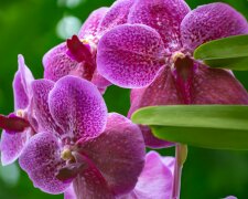 Włóż to do doniczki storczyka, a odwdzięczy się kwiatami. Ten domowy sposób znów wraca do łask