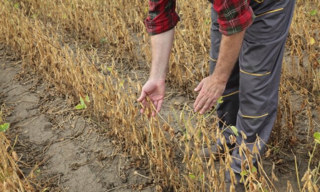 Susza. Źródło: portalsamorzadowy.pl