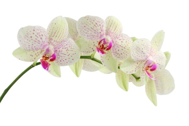 Orchidea, źródło: Pixabay