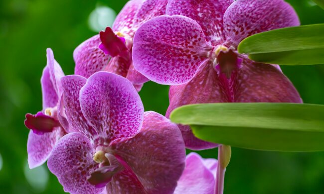 Włóż to do doniczki storczyka, a odwdzięczy się kwiatami. Ten domowy sposób znów wraca do łask