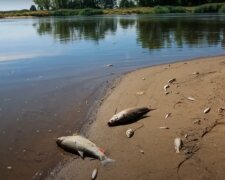 Śnięte ryby w Nerze / YouTube:  BIZNES