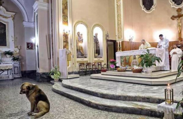 Pies w kościele/screen Faceebok @NikonArte