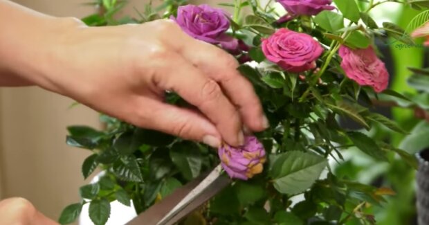 Zasady uprawy miniaturowych róż. Źródło: Youtube