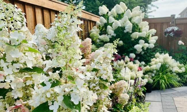 Hortensja/YT @Tracy’s Home & Garden