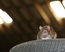 Nauczyli szczury prowadzić samochód! Okazały się świetnymi kierowcami! [WIDEO]