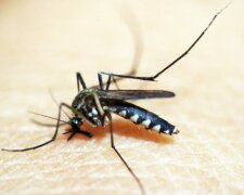 Zniknęły komary w Polsce, źródło: GIS