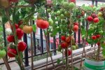 Pomidory / YouTube:  DIY Urban Gardening