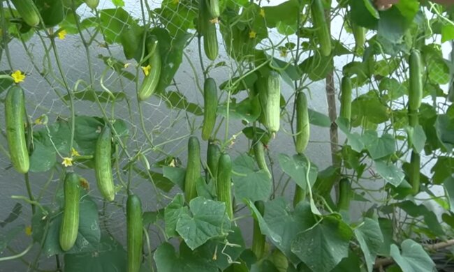 Ogórki, źródło: YouTube/DIY Garden Ideas