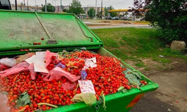 Internauci są oburzeni widokiem kontenerów pełnych truskawek. Skandaliczne zachowanie handlarzy, którzy wyrzucili owoce do kosza