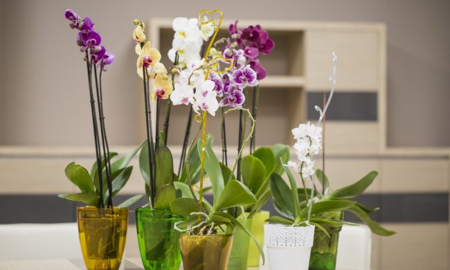 Storczyki/ https://www.dobrzemieszkaj.pl/