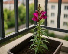 Kolorowy balkon do przymrozków. Posadź to w sierpniu i ciesz się kwiatami