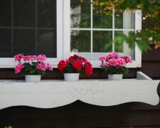 Pelargonia/Pexels