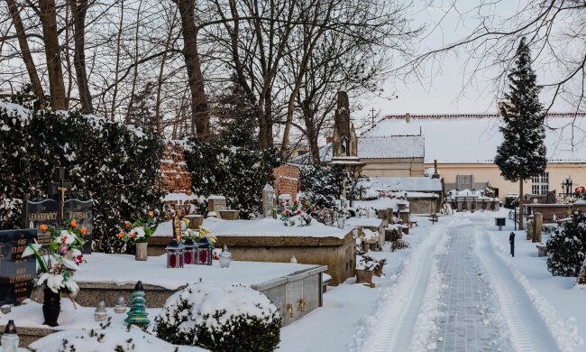 Te kwiaty są wytrzymalsze niż chryzantemy. Postaw je na grobie 1 listopada, a mogą zostać tam do grudnia