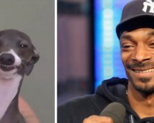 Pies wygląda jak Snoop Dog/YT @Funny Life