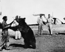 Niezwykła historia niedźwiedzia Wojtka. Żołnierza armii gen. Andersa