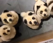 Co tam się stało… Przefarbowali psy i mówili ludziom, że to pandy! [WIDEO]