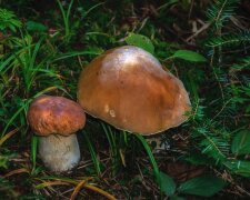 Grzybobranie/Pexels
