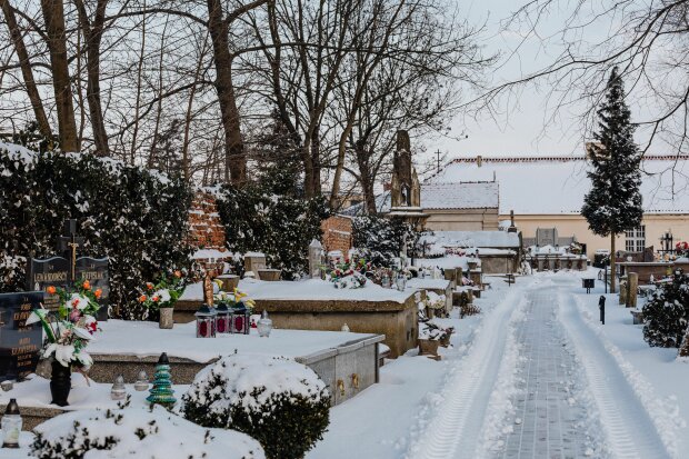 Te kwiaty są wytrzymalsze niż chryzantemy. Postaw je na grobie 1 listopada, a mogą zostać tam do grudnia