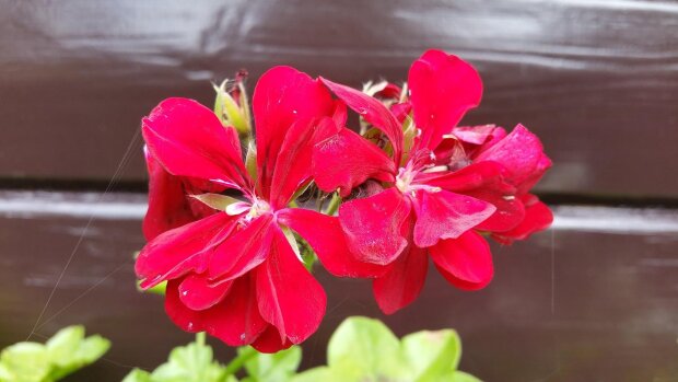 Pelargonia/Pexels