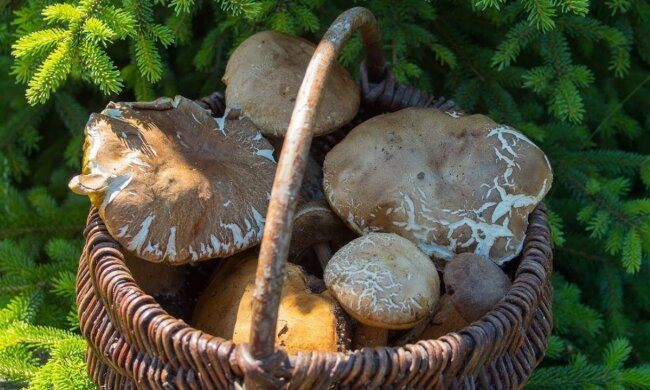 Grzybobranie/YT @Nat Ura