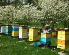 Sposoby na odstraszenie os i pszczół. Tanie i ekologiczne
