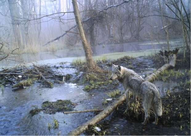 W poszukiwaniu mutantów. Które zwierzęta żyją w Czarnobylu